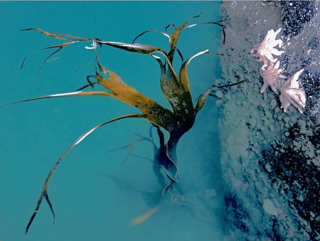 Whitecliffe, Fine Arts, Bachelor, Barbara Versfelt, Fotofest Exhibit, Depot Artspace Exhibit, article