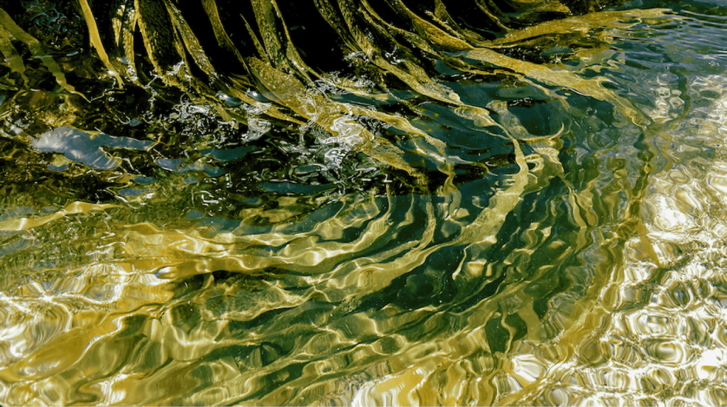 Whitecliffe, Fine Arts, Bachelor, Barbara Versfelt, Fotofest Exhibit, Depot Artspace Exhibit, article