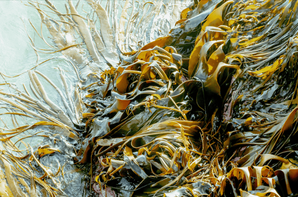 Whitecliffe, Fine Arts, Bachelor, Barbara Versfelt, Fotofest Exhibit, Depot Artspace Exhibit, article